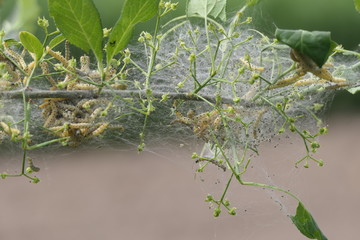 Raupen fallen &uuml;ber Busch her