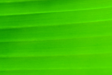 Close up of green banana leaf, Nature background