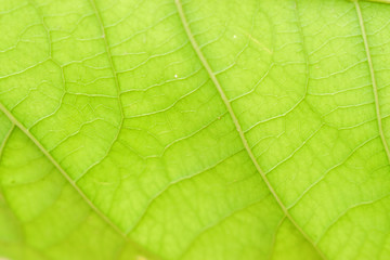 Close up of green leaf, Abstract Texture. Background. 