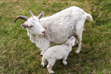 Obraz premium White goat sucks the udder of a white mother goat. Goat milk feeding.