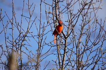 Northern Cardinal