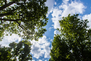 A morning at the park in the city of Bari, in the south of Italy. A view from the bottom up of the green leaves of trees on the background of the cloudy sky.