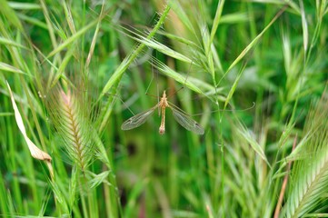Insecto mosca grúa, papaíto de piernas largas
