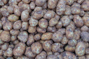 Potato is a root vegetable, a starchy tuber of the plant Solanum tuberosum. Vegetables for sale in a market in Territy Bazar, Kolkata, West Bengal, India.