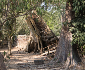 Ta Prohm temple. Cambodia.