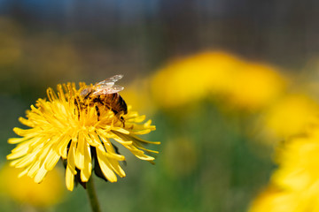 Honey Bee Springtime Scene pollinating Yellow Dandelion Flowers on Summer Flower Field in Swedish Landscape.