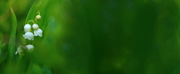 maiglöckchen panoramabild