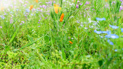 Spring flower field background. Wild flowers and fresh green grass, springtime.