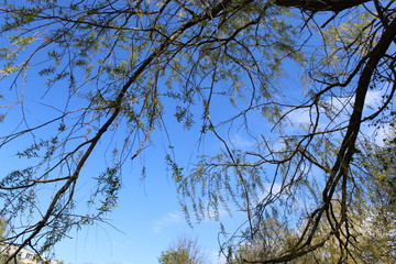 Nature