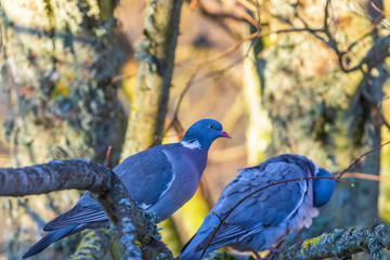 Pair of Wood pigeons sitting on a tree branch