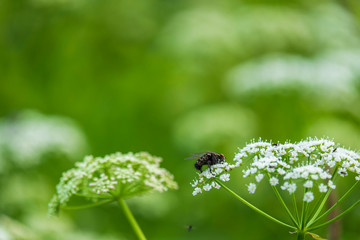 Fly sitting on a blooming flower