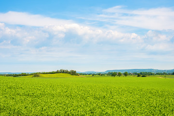 Obraz premium Cultivated landscape view in summer