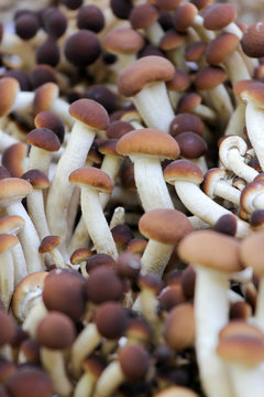 mushrooms Agrocybe aegerita sold in market - close up