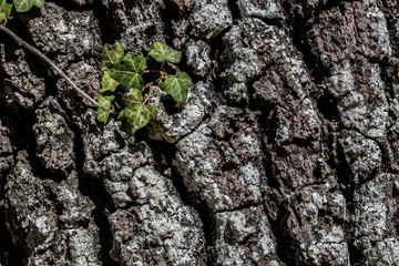 A Sunday in June on a farm in Puglia, a region of southern Italy. An old bark of a tree trunk and a group of green leaves on the surface.