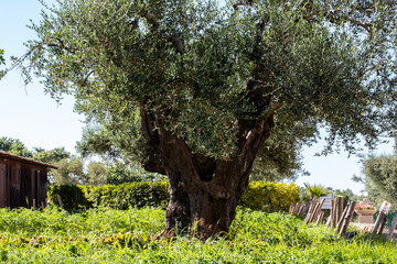 A Sunday in June on a farm in Puglia, a region of southern Italy. A large olive tree stands in the...