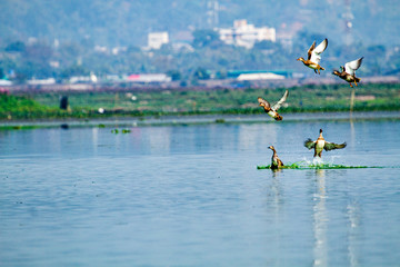 Fulvous Whistling-Duck flying out of water at Dipor Bil Bird Sanctuary in Assam