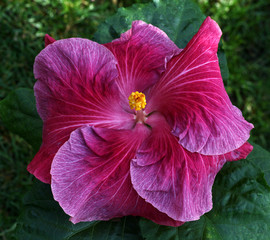 Beautiful tropical hibiscus rosa sinensis flower close-up with very nice dark pink color.