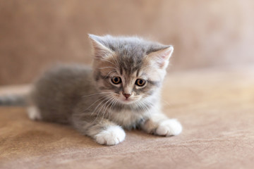 Fototapeta na wymiar gray kitten with white paws lies on his stomach