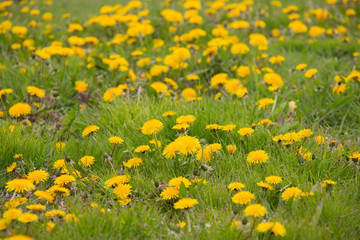 summer meadow green grass with yellow dandelions
