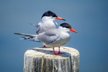 Common tern birds in the Hula Nature Reserve