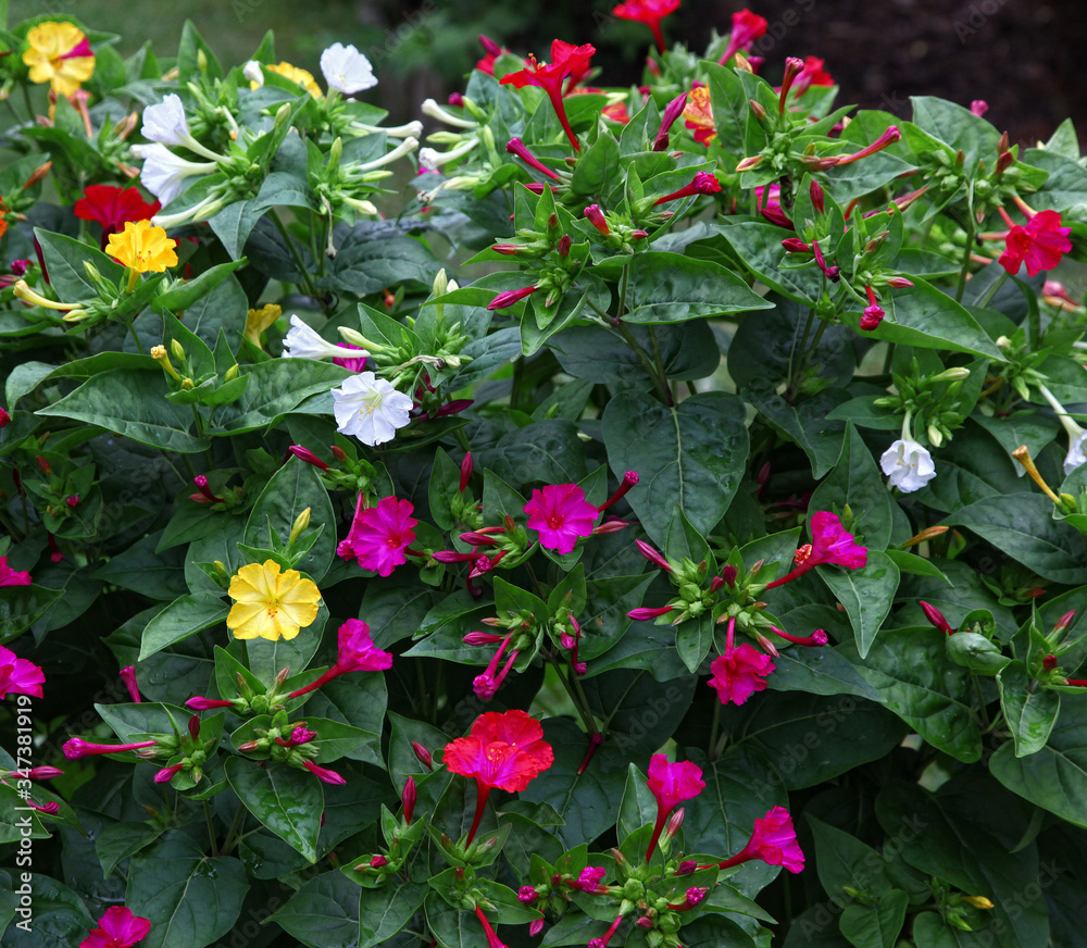 Wall mural beautiful miracle flower plant - mirabilis jalapa growing lots of different colored flowers like yel