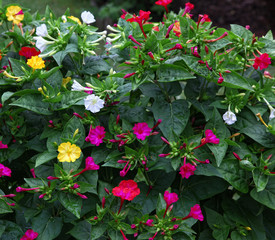 Beautiful Miracle flower plant - Mirabilis Jalapa growing lots of different colored flowers like...