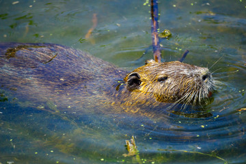 Coypu (nutria), in the Hula Nature Reserve