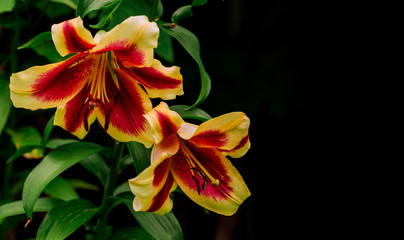 Beautiful lily flowers with leaves on black background.