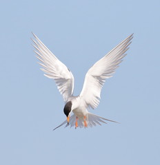 Tern in flight