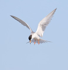Tern in flight
