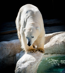 Polar Bear walking in a zoo