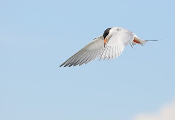 Tern in flight