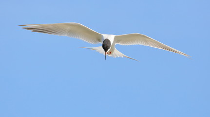 Tern in flight