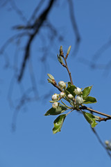 Obstblüte