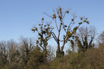 Baum mit Misteln