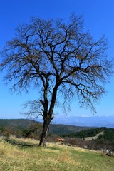 Obraz premium a tree in early spring on a glade