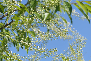 Strauch im Frühling