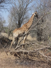 giraffe in the wild