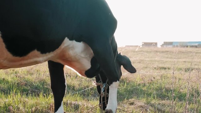 cow eats grass in the sun at sunset