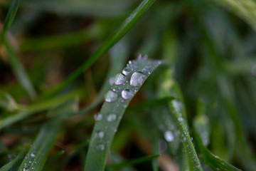 Water drops