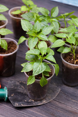 Green pepper seedlings and garden tools