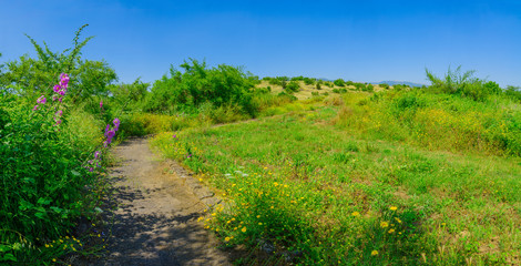 Fototapeta na wymiar Wildflowers, footpath and tree in the Snir Stream Nature Reserve