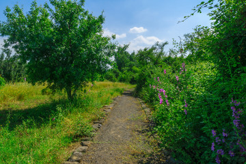 Fototapeta na wymiar Wildflowers, footpath and tree in the Snir Stream Nature Reserve