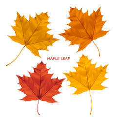 Set of realistic maple leaves isolated on a white background. Autumn maple tree leaf for the design of greeting cards, holiday banners, and posters.