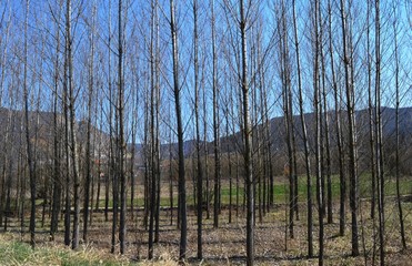 trees planted along the road
