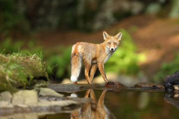 Naklejka na ściany i meble Young red fox (Vulpes vulpes) sneaks near water after prey in forest. A fox stands on top of a small waterfall in a dense forest.