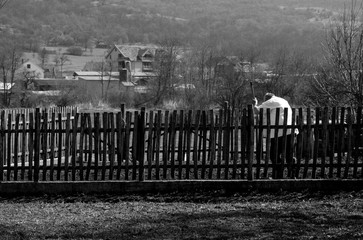 a fenced garden and a man in it