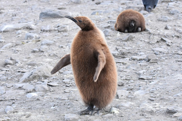 Baby king penguin at Saint Andrew's Bay, South Georgia Island