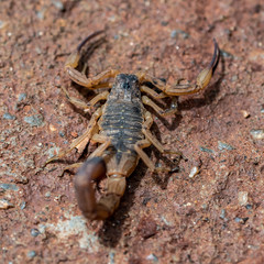 scorpion on the rock