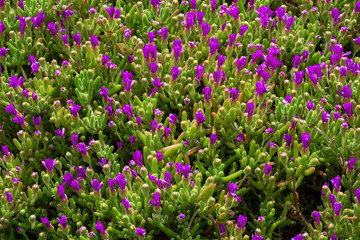 Obraz premium Buds of flowers